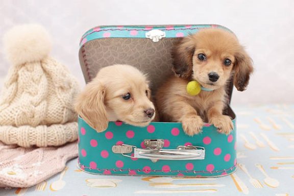 Blaze's Puppy Box